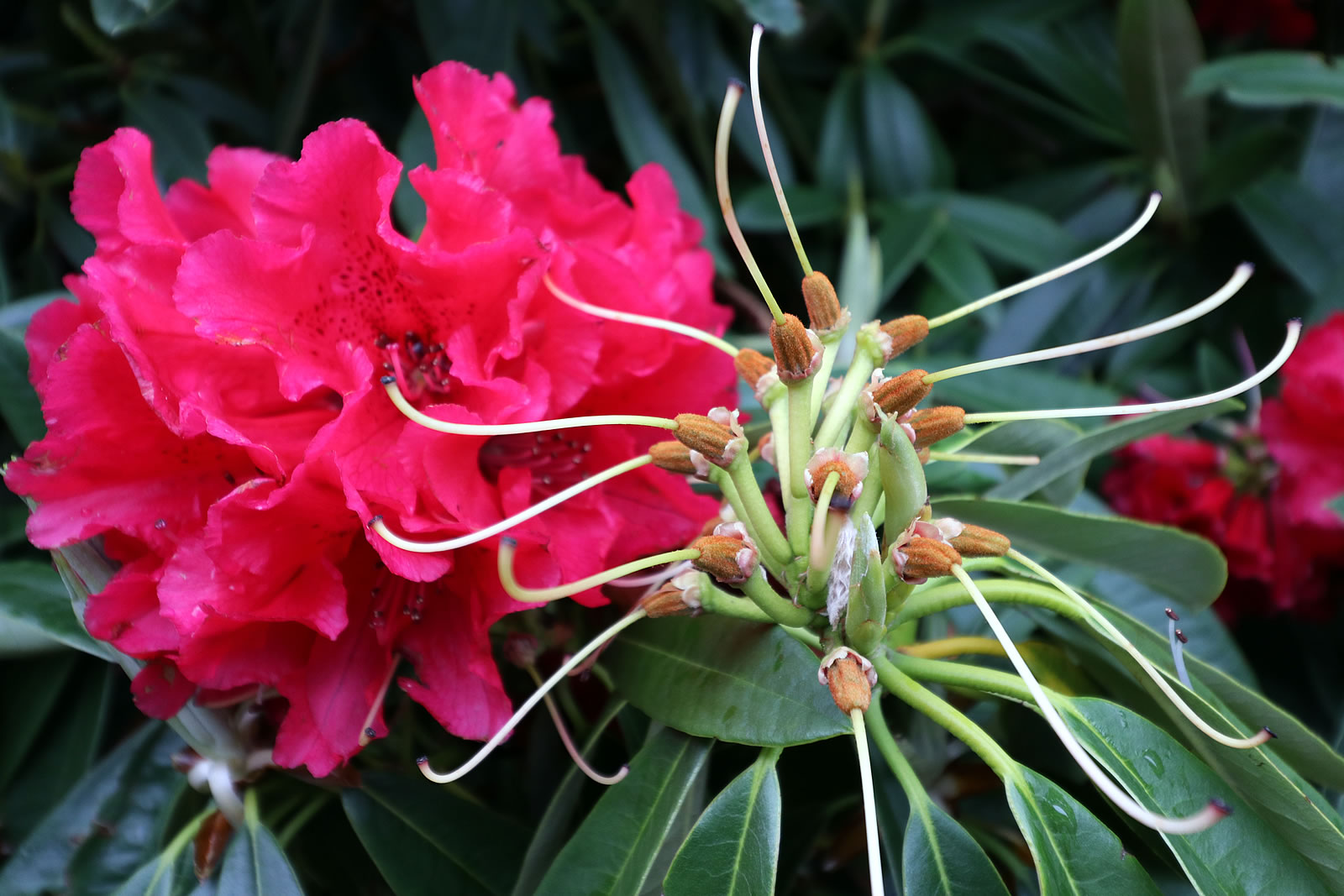 2017 10 15 Botanic Gardens 05